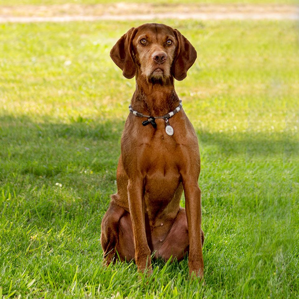 Een bruine hond in het gras
